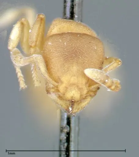 Stereomyrmex horni - FOCOL0294