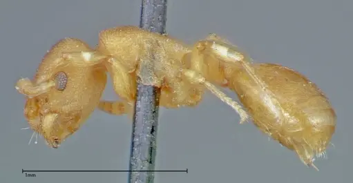 Stereomyrmex horni - FOCOL0294