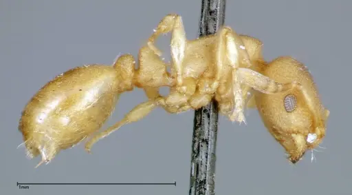 Stereomyrmex horni - FOCOL0294