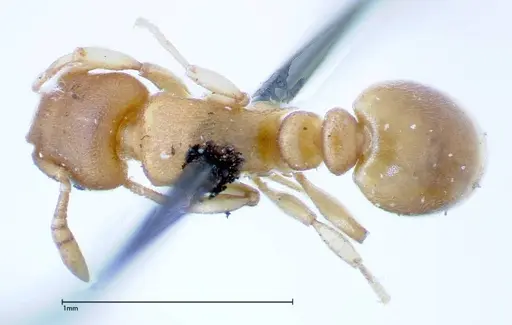 Stereomyrmex horni - FOCOL0295