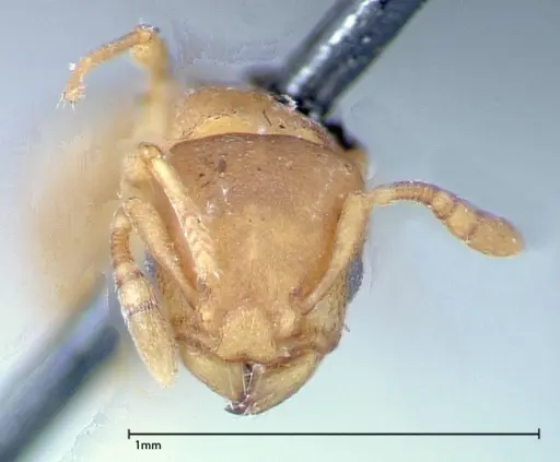 Stereomyrmex horni - FOCOL0295