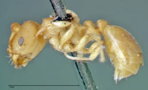 Stereomyrmex horni - FOCOL0295