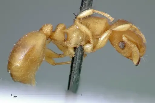 Stereomyrmex horni - FOCOL0295