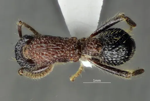 Stictoponera bicolor specimen