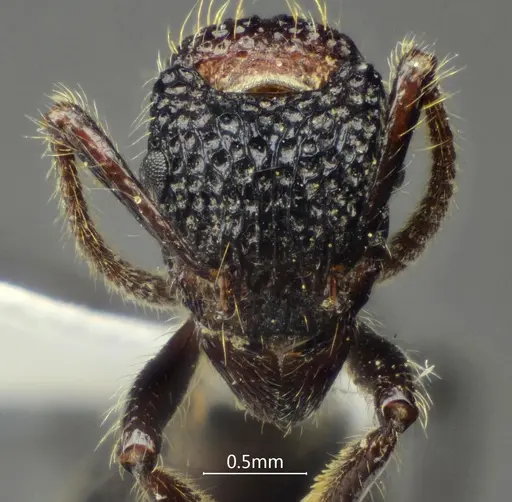 Stictoponera bicolor specimen