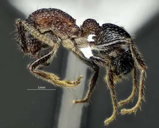 Stictoponera bicolor specimen