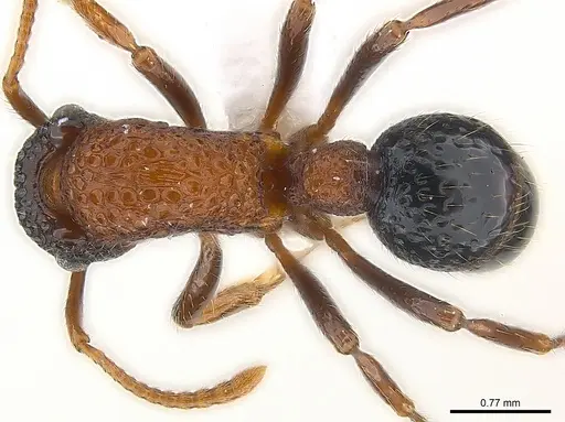 Stictoponera bicolor - CASENT0179978