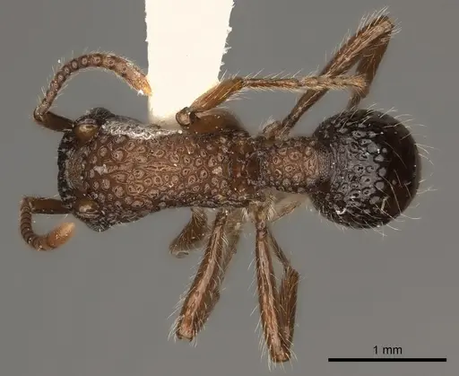 Stictoponera bicolor - CASENT0217481