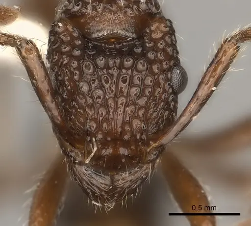 Stictoponera bicolor - CASENT0217481