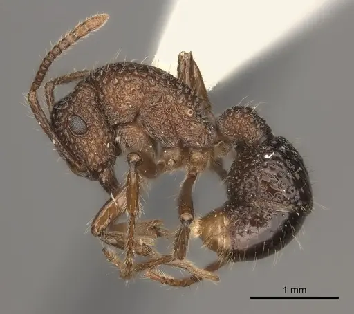 Stictoponera bicolor - CASENT0217481