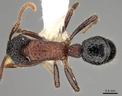 Stictoponera bicolor - CASENT0281517