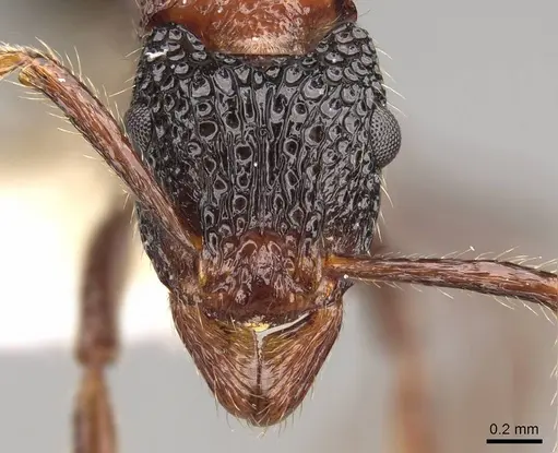 Stictoponera bicolor - CASENT0281517