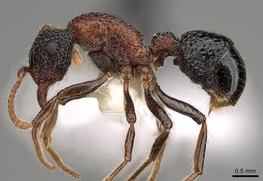 Stictoponera bicolor - CASENT0281517