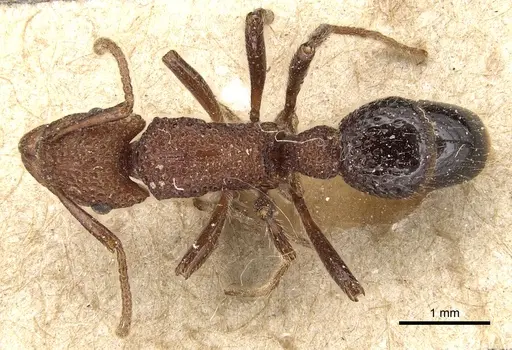 Stictoponera bicolor - CASENT0903851