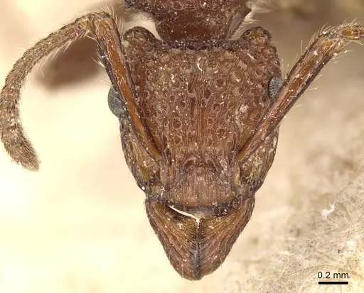 Stictoponera bicolor - CASENT0903851