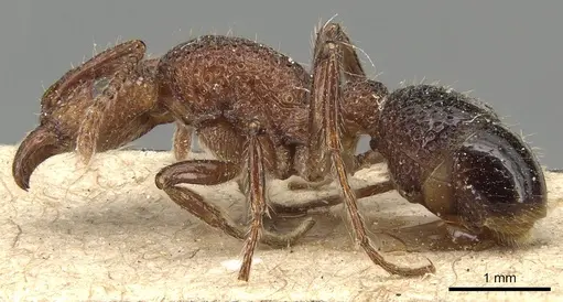 Stictoponera bicolor - CASENT0903851