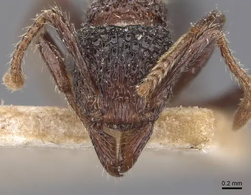 Stictoponera bicolor - CASENT0907201