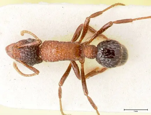 Stictoponera bicolor - FOCOL0869