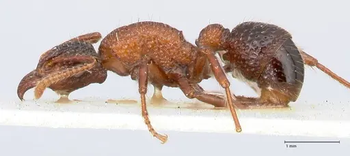 Stictoponera bicolor - FOCOL0869