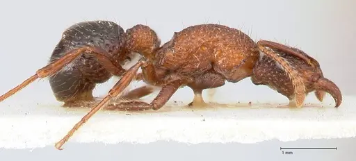 Stictoponera bicolor - FOCOL0869