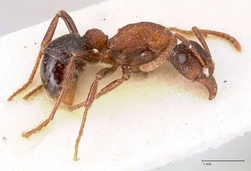 Stictoponera bicolor - FOCOL0870