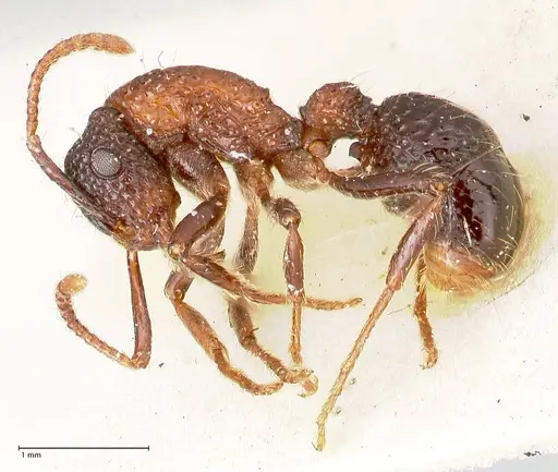 Stictoponera bicolor - FOCOL0871