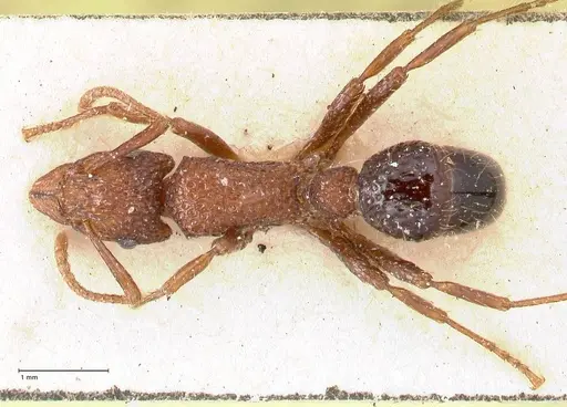 Stictoponera bicolor - FOCOL0872