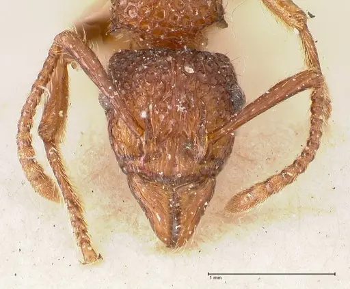 Stictoponera bicolor - FOCOL0872