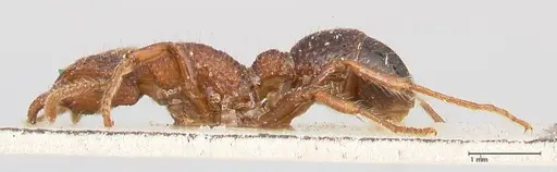 Stictoponera bicolor - FOCOL0872