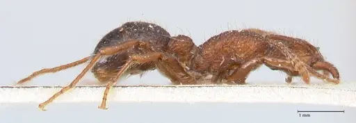 Stictoponera bicolor - FOCOL0872