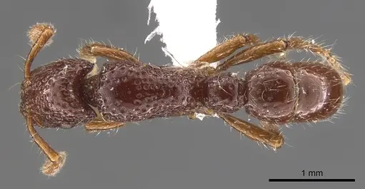 Stictoponera biloba specimen