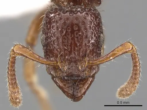 Stictoponera biloba specimen