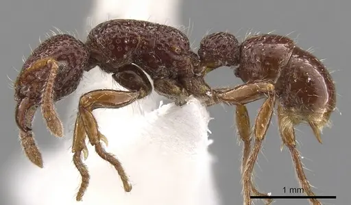 Stictoponera biloba specimen