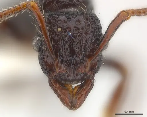 Stictoponera binghamii specimen