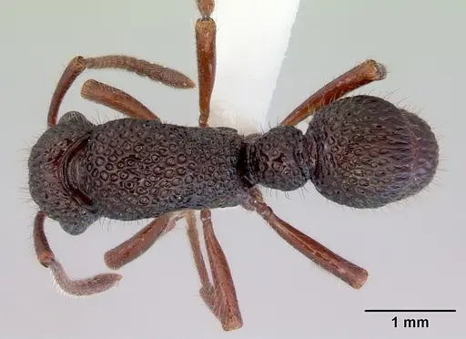 Stictoponera biroi specimen