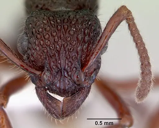 Stictoponera biroi specimen