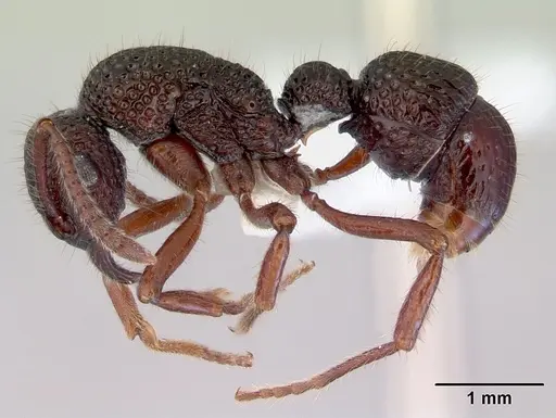 Stictoponera biroi specimen