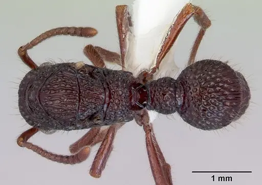 Stictoponera biroi - CASENT0172381