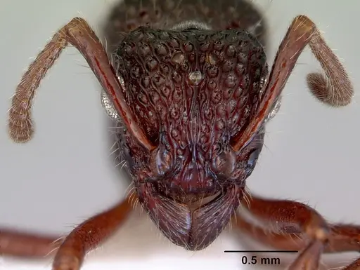 Stictoponera biroi - CASENT0172381