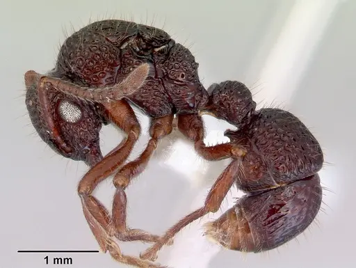 Stictoponera biroi - CASENT0172381