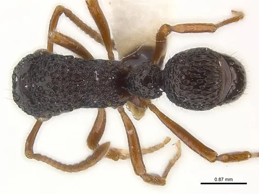 Stictoponera biroi - CASENT0179976