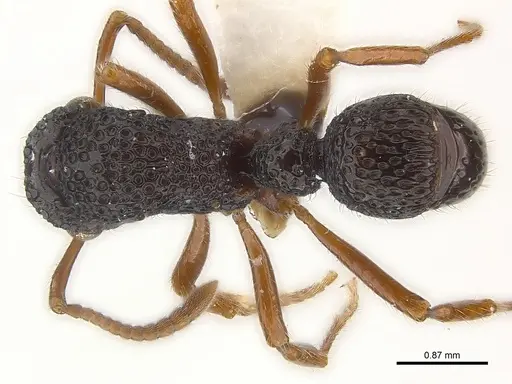 Stictoponera biroi - CASENT0179976