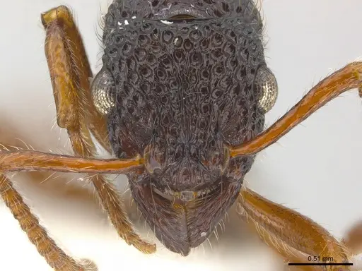 Stictoponera biroi - CASENT0179976