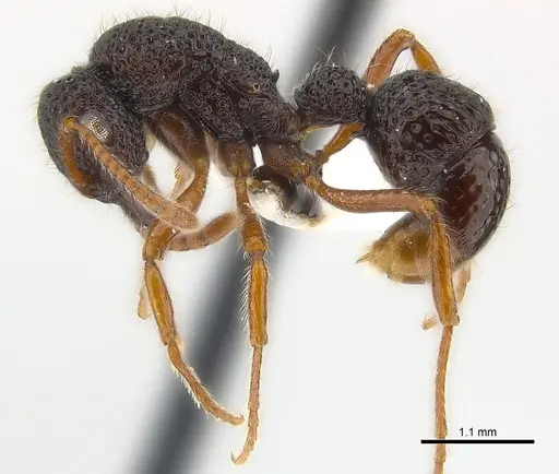 Stictoponera biroi - CASENT0179976