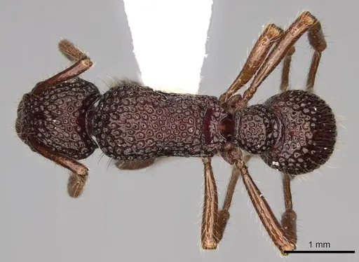 Stictoponera biroi - CASENT0281519