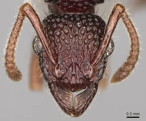 Stictoponera biroi - CASENT0281519