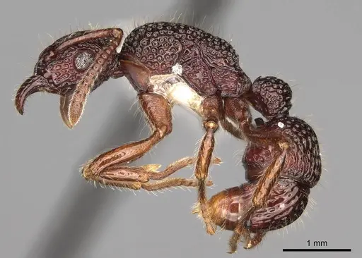 Stictoponera biroi - CASENT0281519