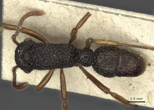 Stictoponera biroi - CASENT0916591