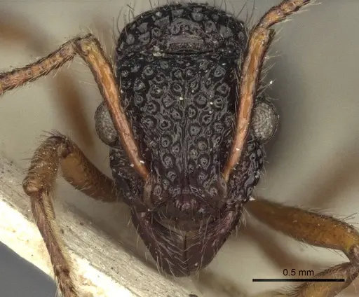 Stictoponera biroi - CASENT0916591