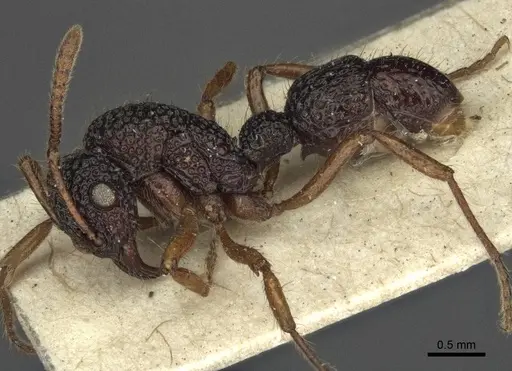 Stictoponera biroi - CASENT0916591